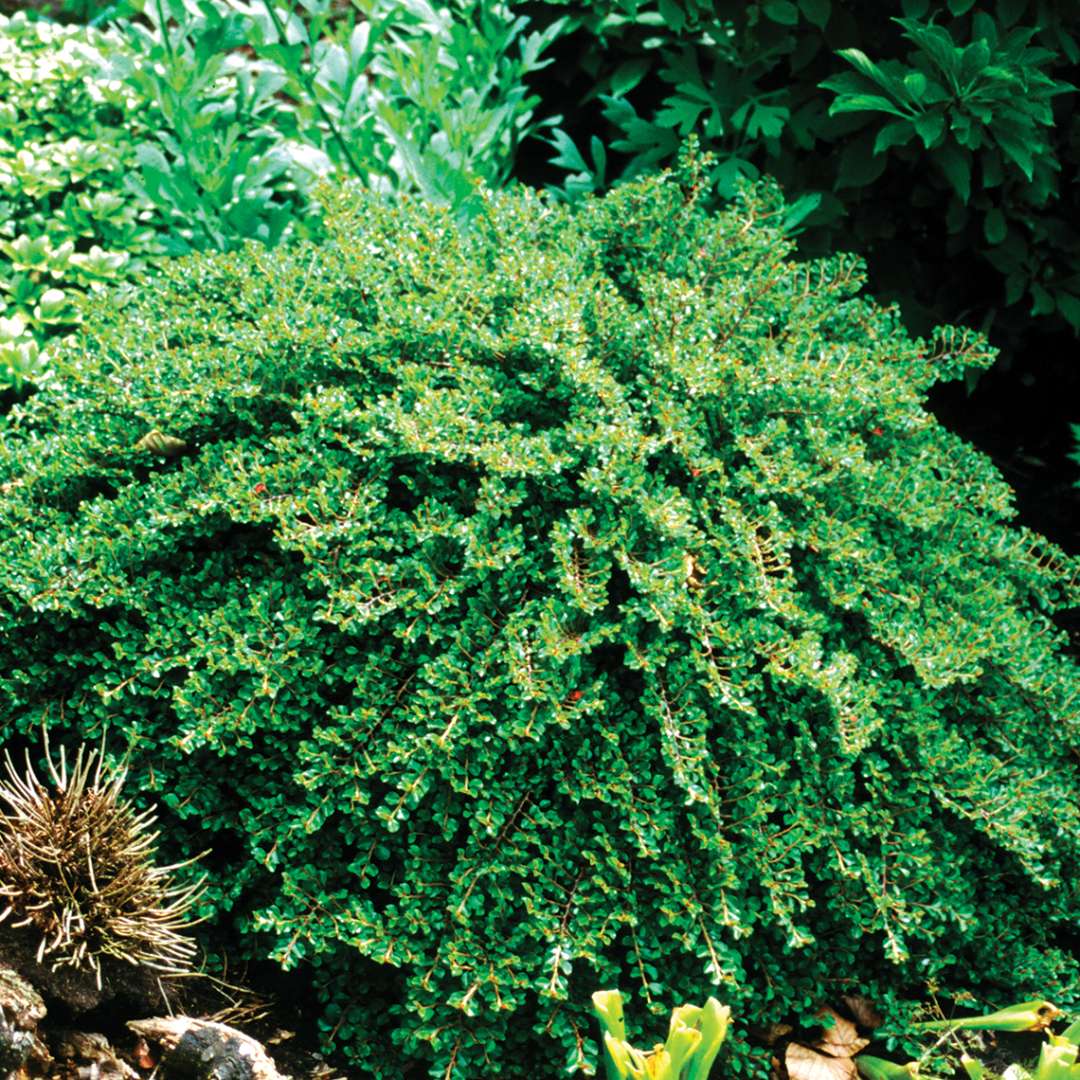 Cotoneaster Tom Thumb with glossy green leaves and hints of red fruit in landscape